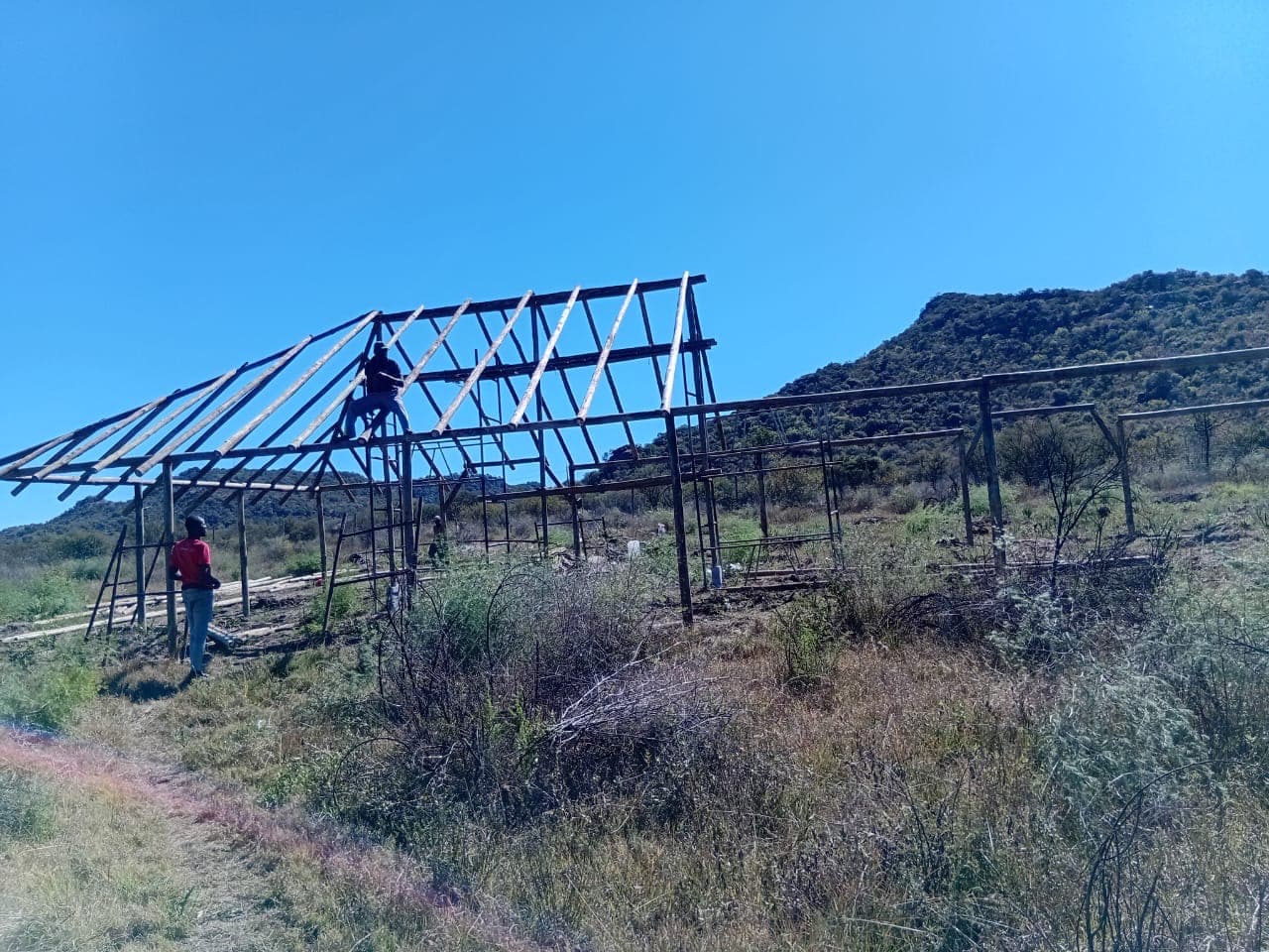 Erecting the timber frame and trusses for a new thatched lapa